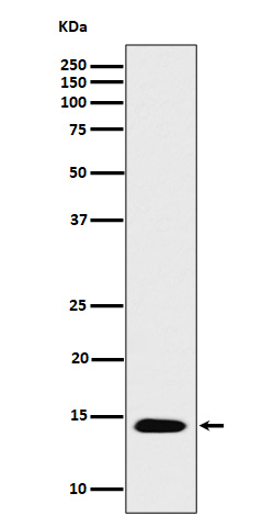 Acetyl-Histone H2B type 2E (K15) Ab