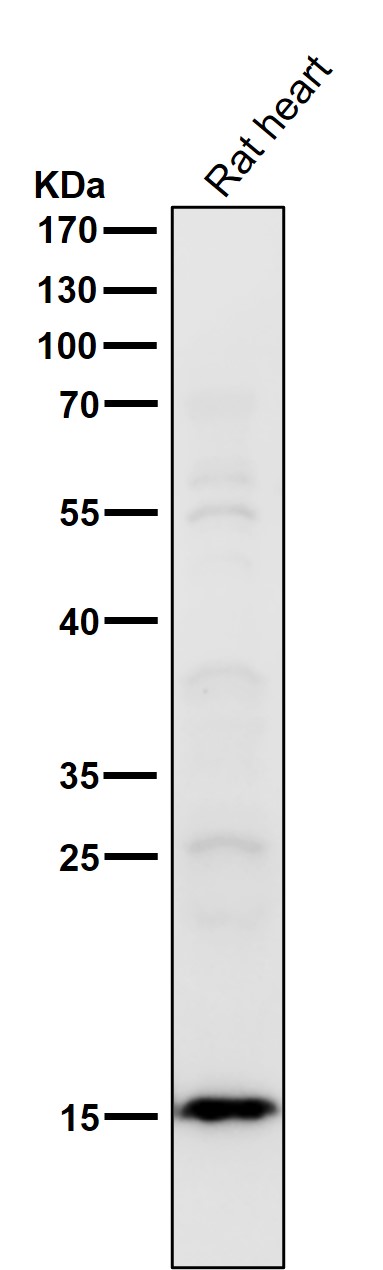 Acetyl-Histone H2B type 2E (K15) Ab