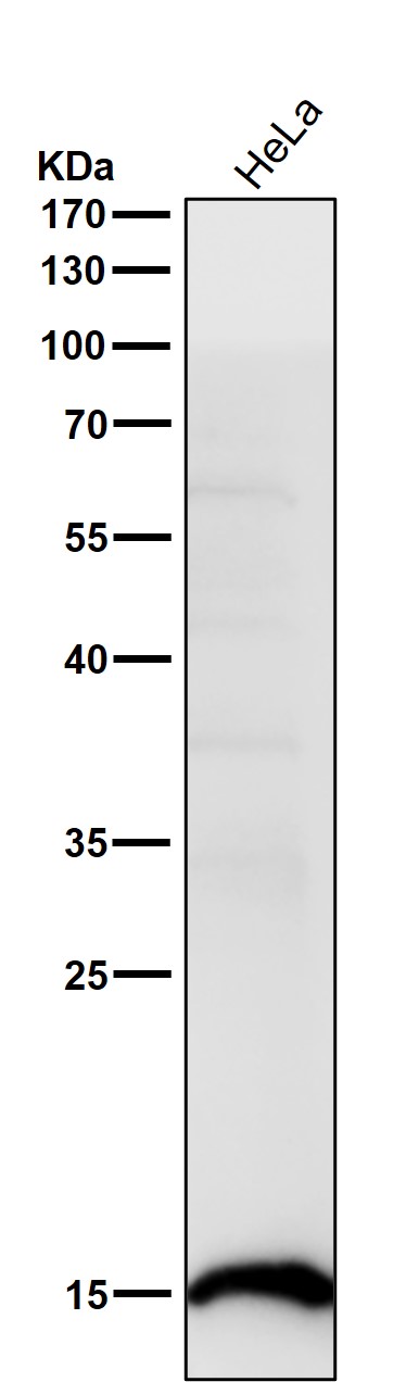 Acetyl-Histone H2B type 2E (K15) Ab