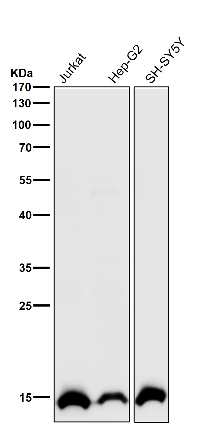 Acetyl-Histone H2B type 2E (K15) Ab