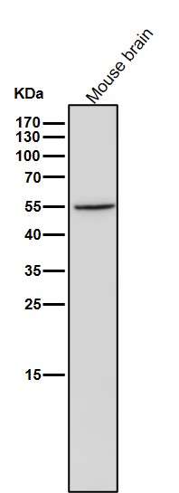 Cytochrome P450 26A1 Ab