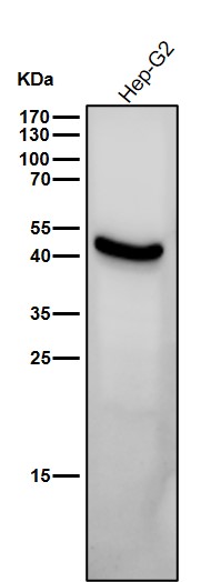 Cytochrome P450 26A1 Ab