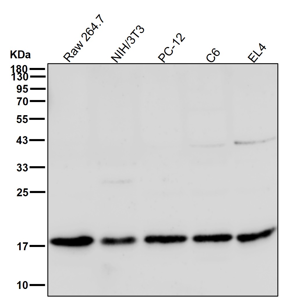 Uteroglobin Ab