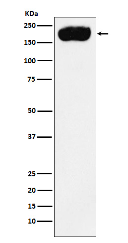 PMCA1 Ab