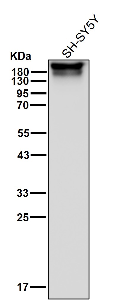 PMCA1 Ab