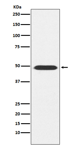 ATP1B1 Ab