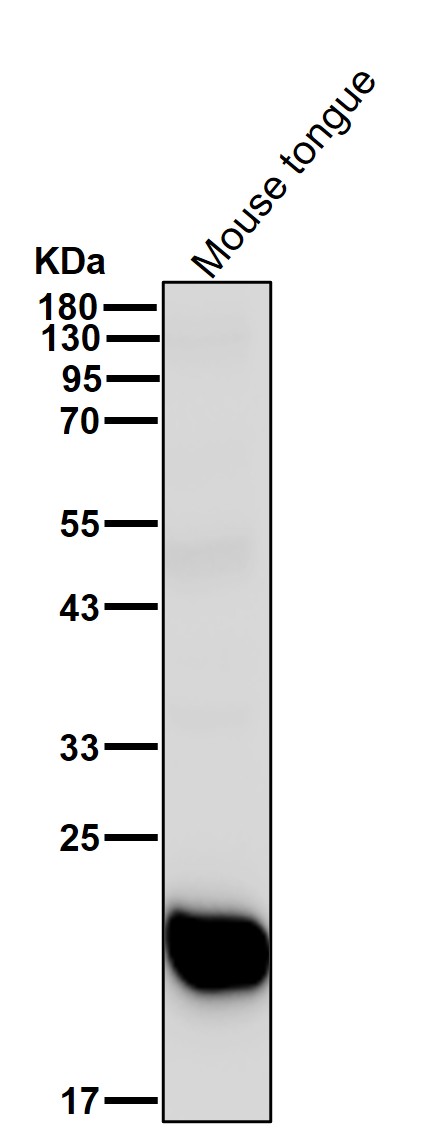 FNDC5 Ab