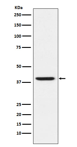 RING2 Ab