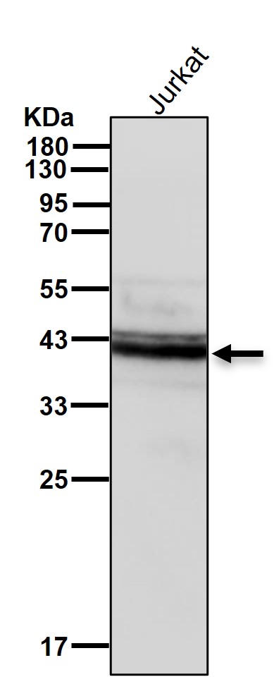 RING2 Ab