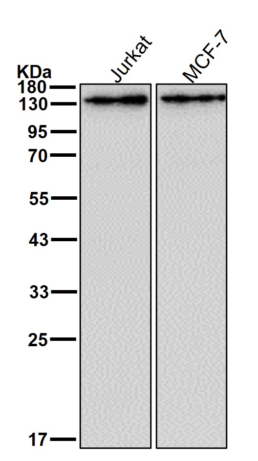 SMARCC1 Ab