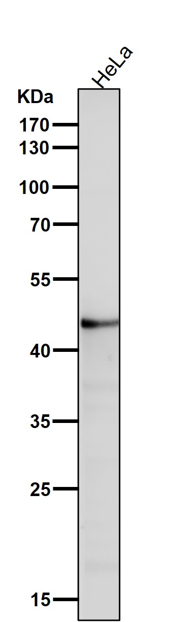 Argininosuccinate synthase 1 Ab