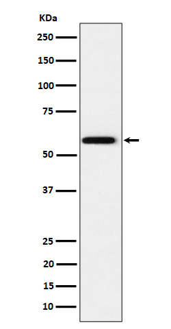 PPAR gamma Ab