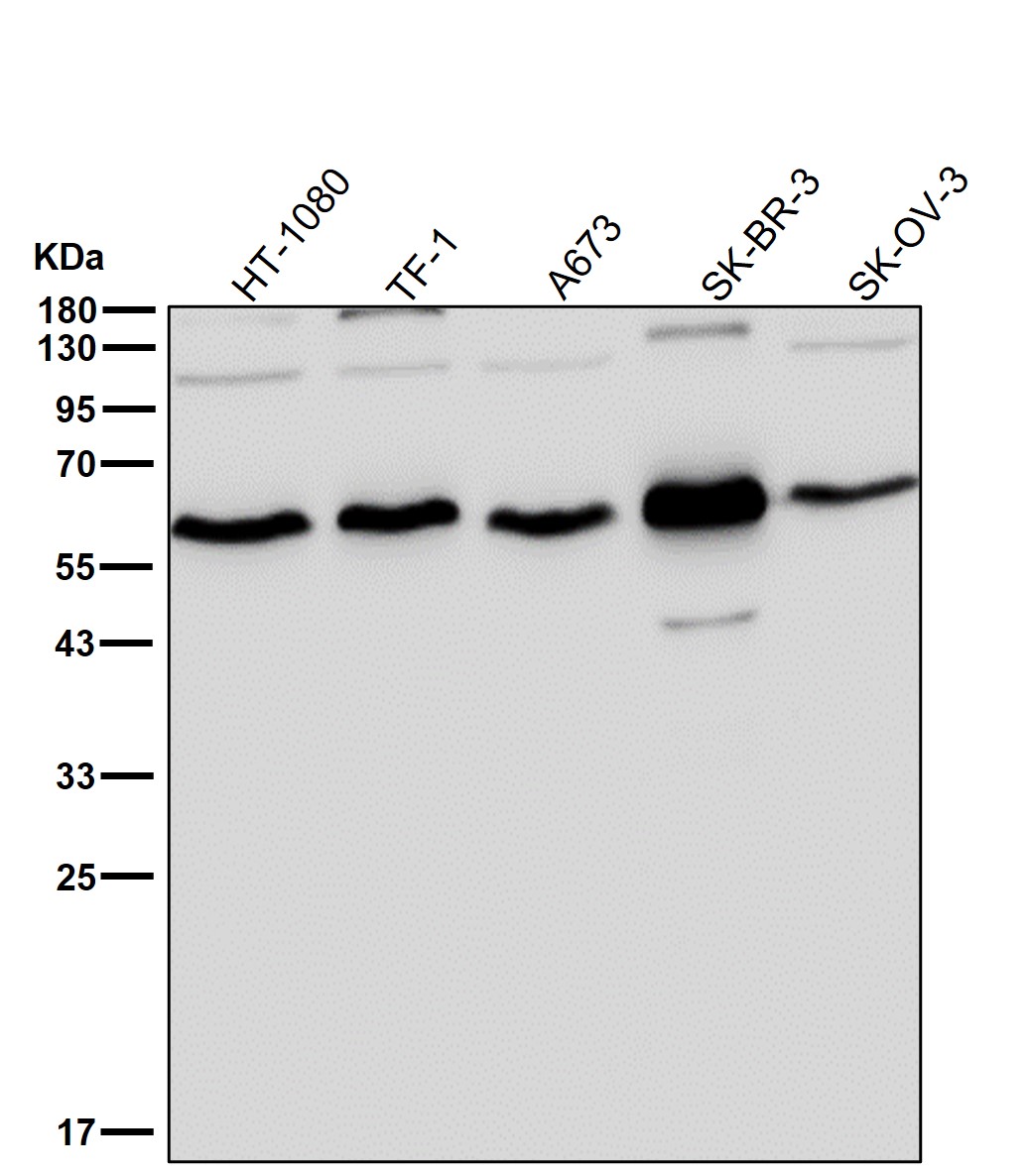 TXNRD2 Ab