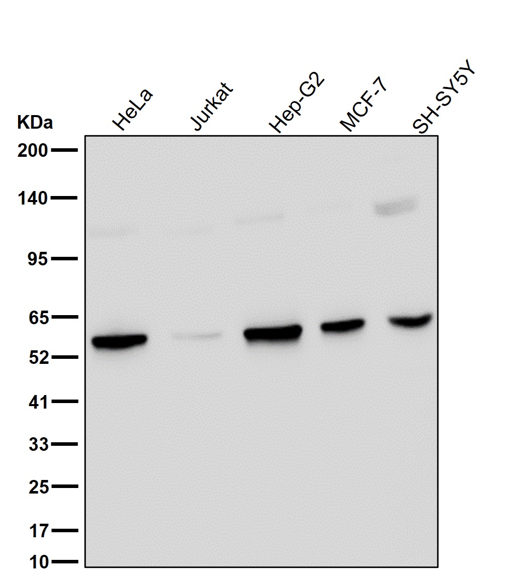 TXNRD2 Ab