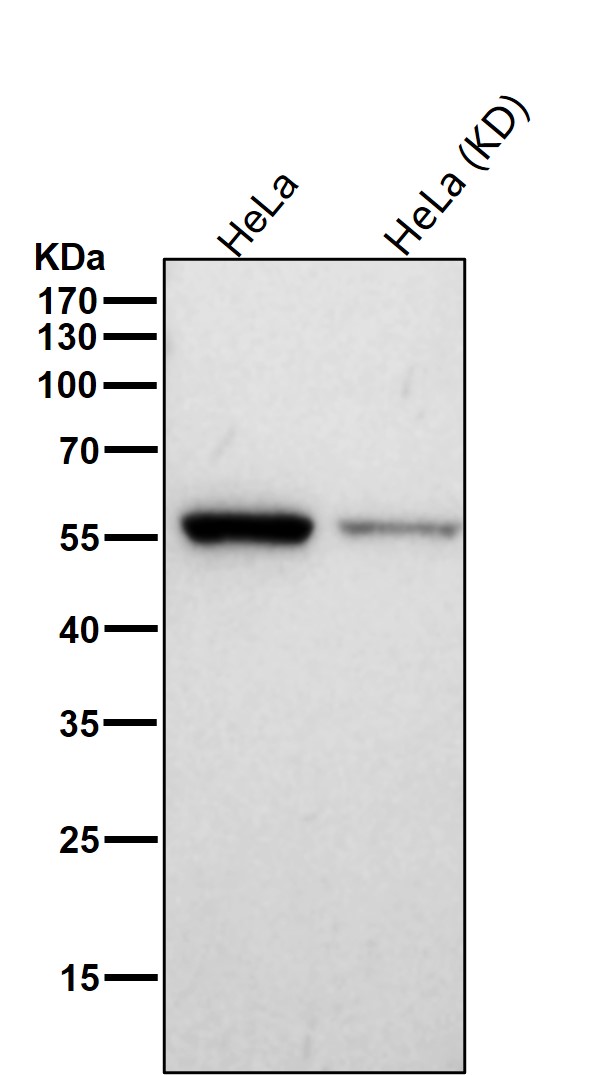 CBX2 Ab