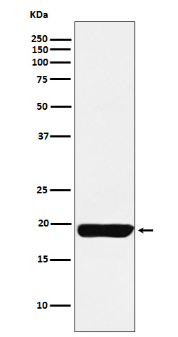 Myosin light chain 9 Ab
