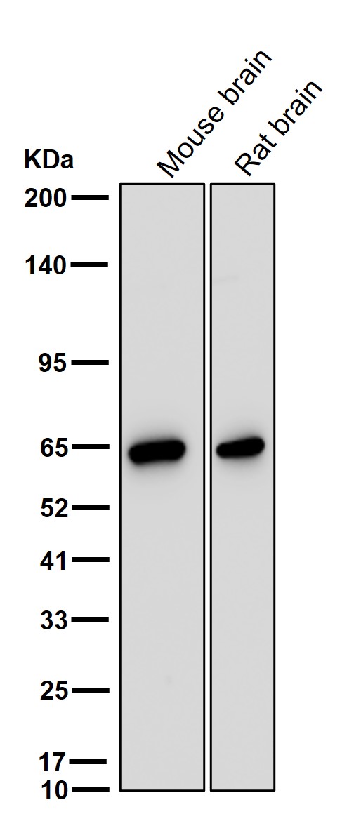DRP 5 Ab