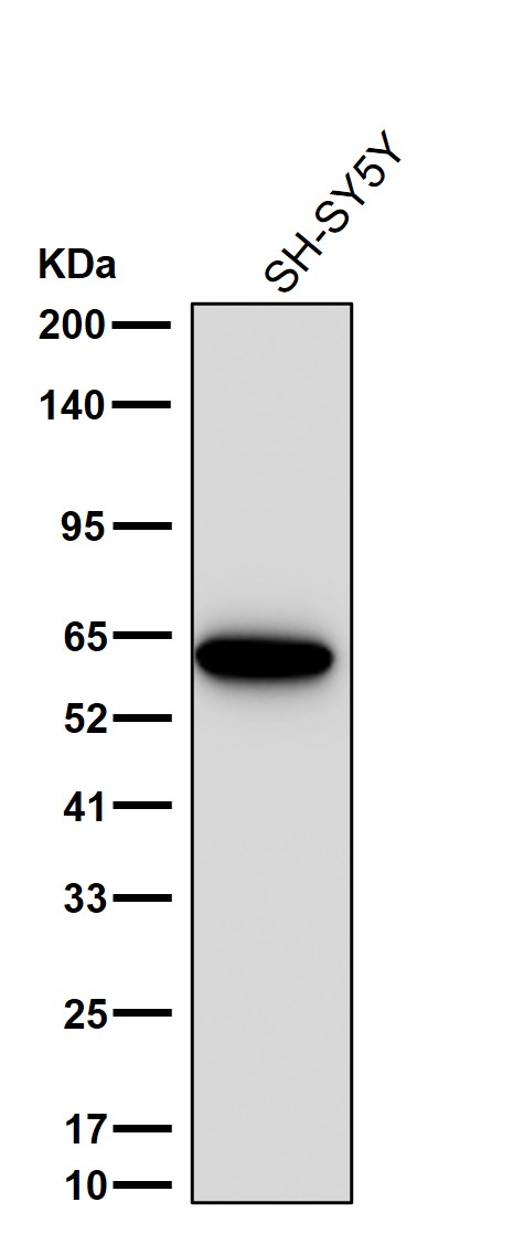 DRP 5 Ab