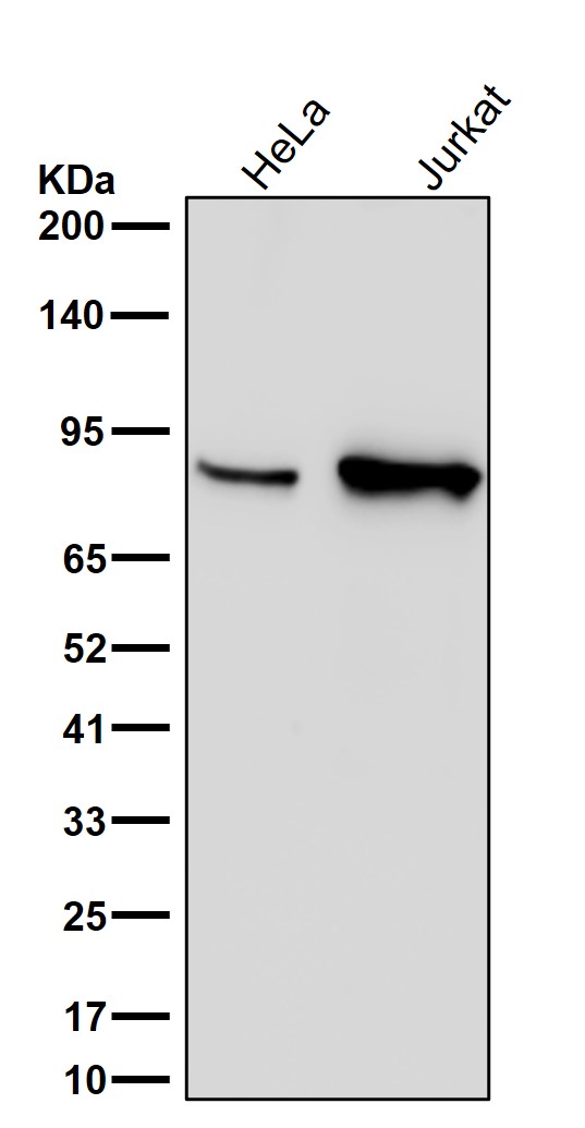 Dip13 alpha Ab