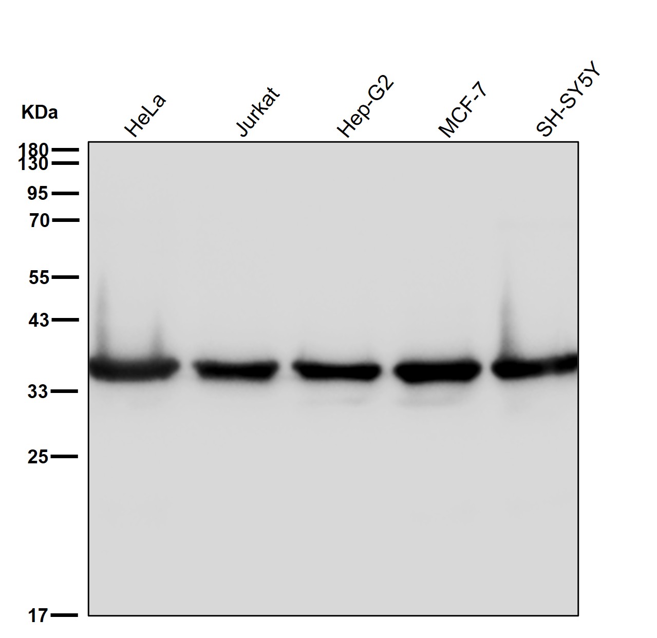 MDH1 Ab