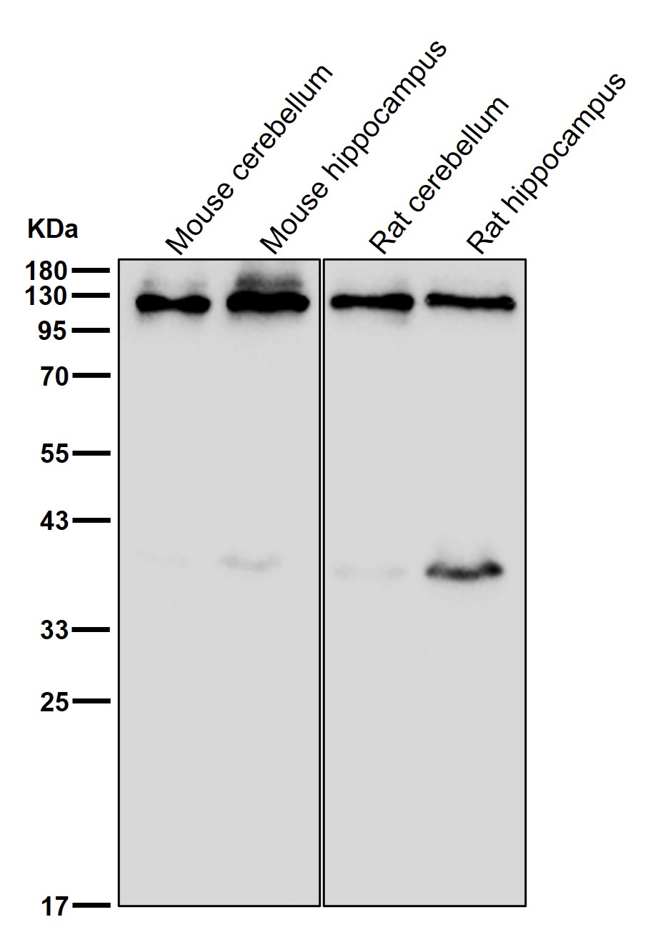 TRPC1 Ab