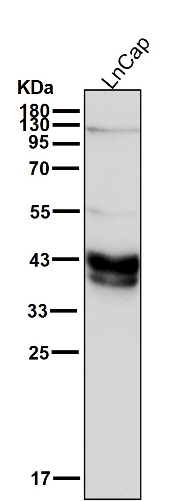 AZGP1 Ab