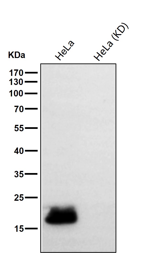 PRDX5 Ab