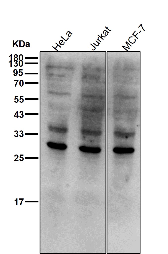 Geminin Ab