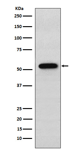 alpha 1 Syntrophin Ab