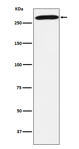PRPF8 Ab