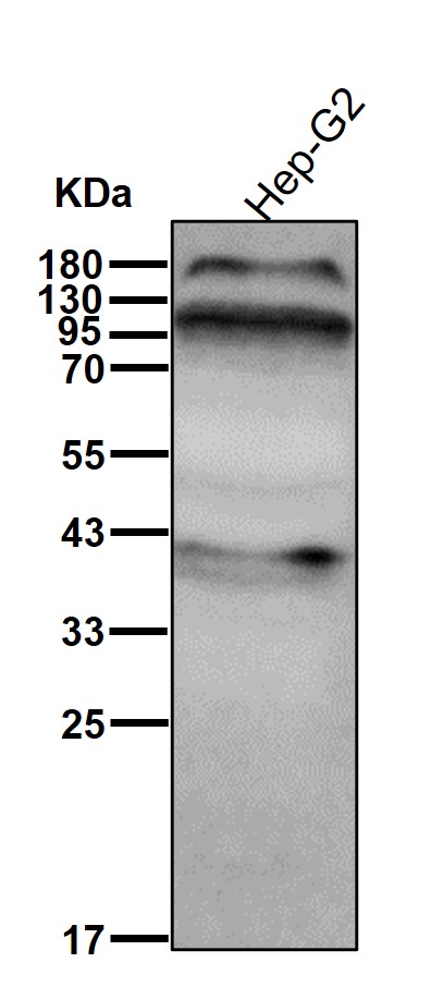 Transferrin receptor 2 Ab