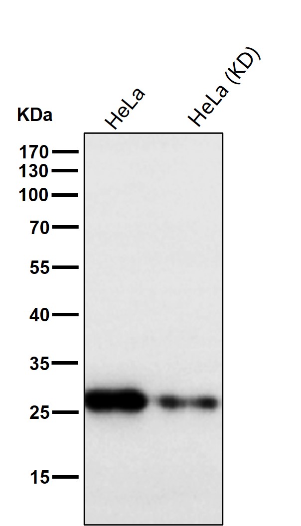 Peroxiredoxin 4 Ab