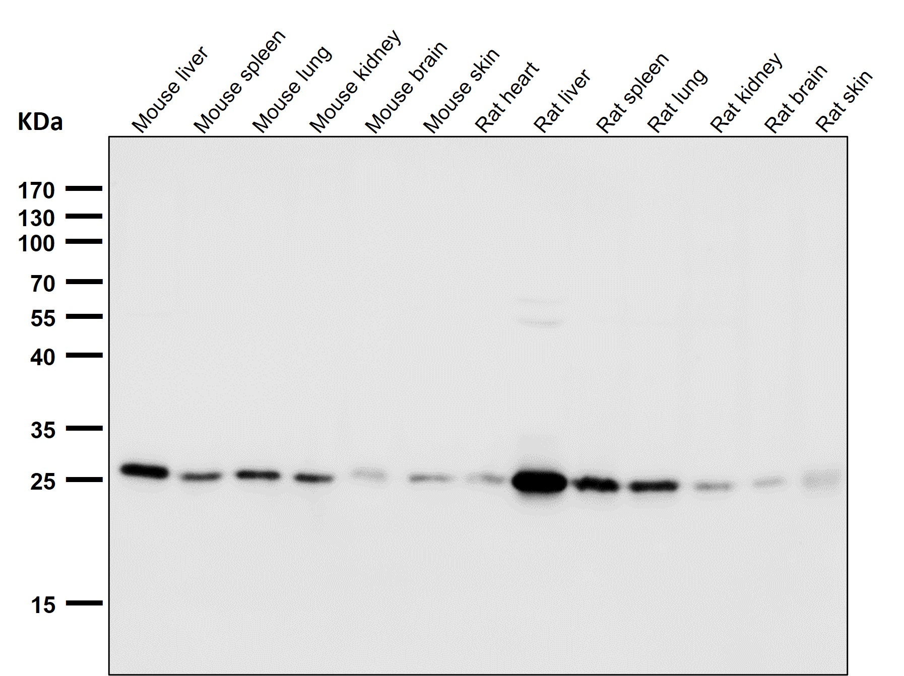 Peroxiredoxin 4 Ab