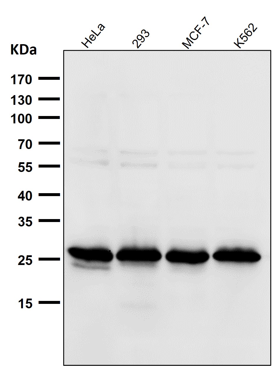 Peroxiredoxin 4 Ab
