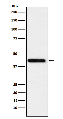 Cystathionine gamma lyase Ab