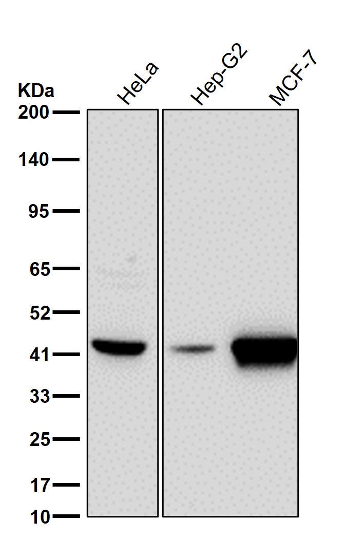 Cystathionine gamma lyase Ab