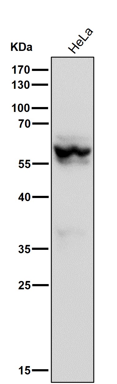 Nuclear receptor ROR beta Ab