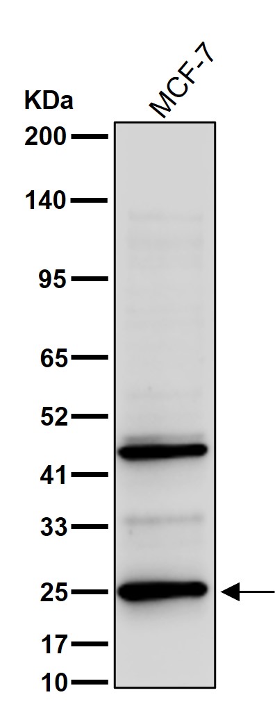alpha S1 casein Ab