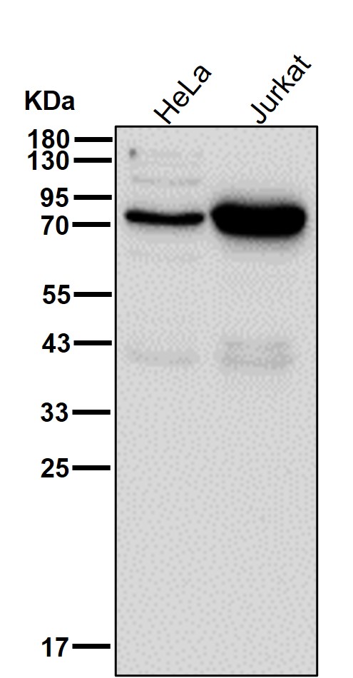 RNase L Ab