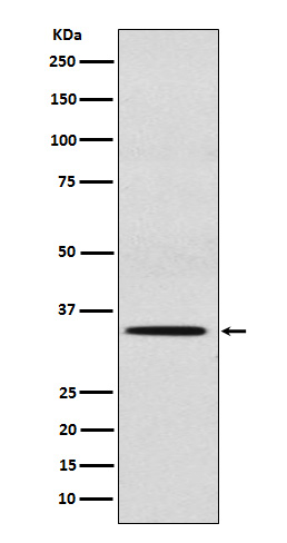 Sulfotransferase 2A1 Ab