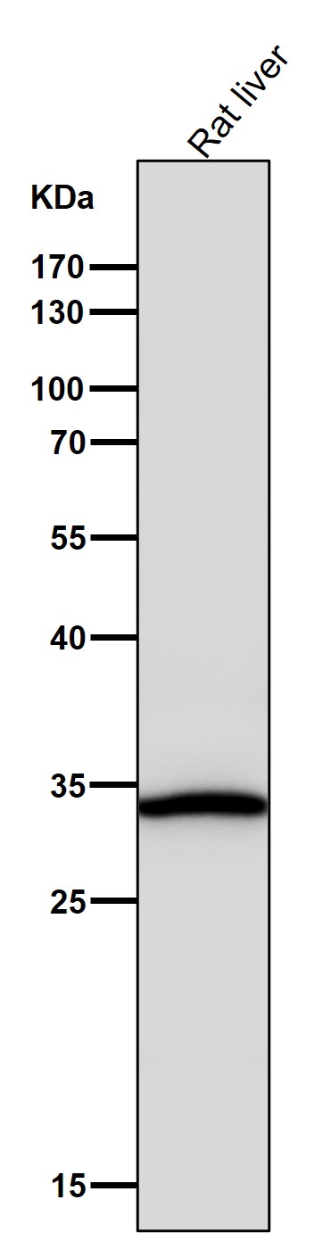 Sulfotransferase 2A1 Ab