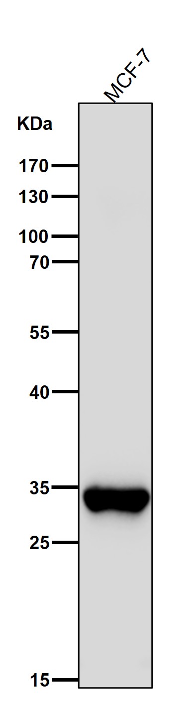 Sulfotransferase 2A1 Ab