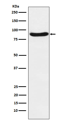 SHP substrate 1 Ab