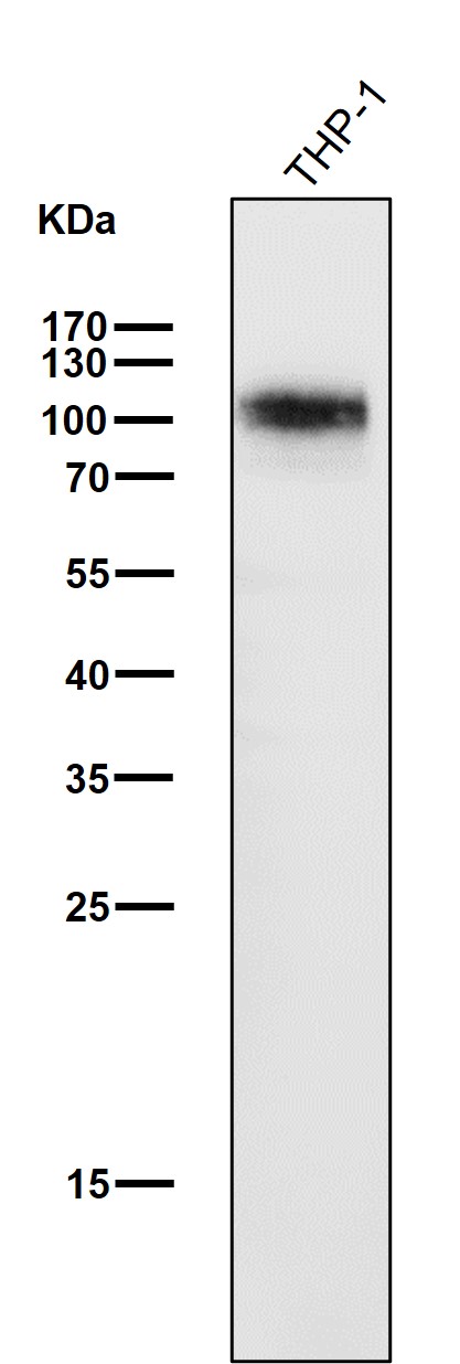 SHP substrate 1 Ab