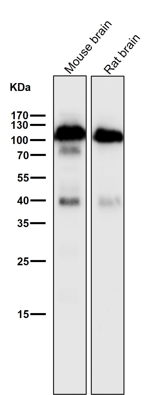 SHP substrate 1 Ab