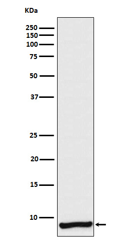 Apolipoprotein C1 Ab