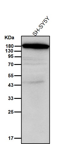 BAZ1B Ab