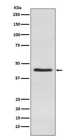 Inhibin alpha chain Ab