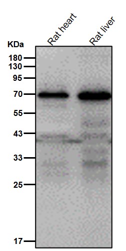 CD155 Ab
