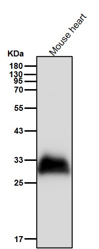 FHL 2 Ab